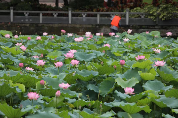 广州起义烈士陵园荷花 广州起义烈士陵园