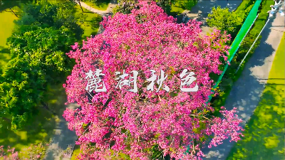 绿色新葡京博彩官网
丨新葡京博彩官网
的秋天是粉色的！麓湖高颜值异木棉上线
