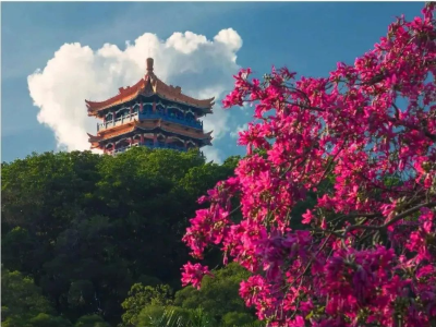 绿色新葡京博彩官网
｜金秋十月！来麓湖公园邂逅一片粉色花海