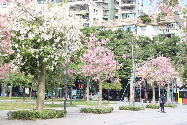 绿色新葡京博彩官网
丨怦然心动！漫步异木棉“粉色花路”