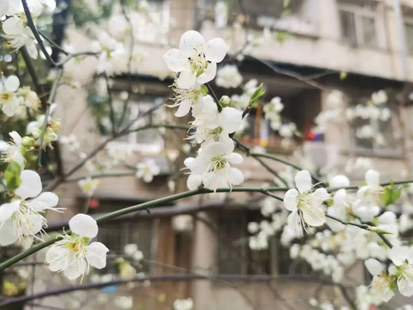 梅花村赏梅花 梅花村赏梅花
