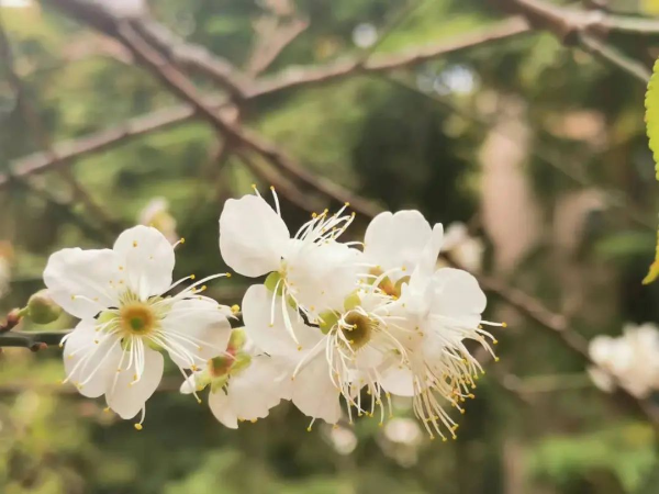 梅花村赏梅花 梅花村赏梅花