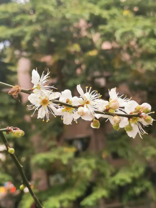 梅花村赏梅花 梅花村赏梅花