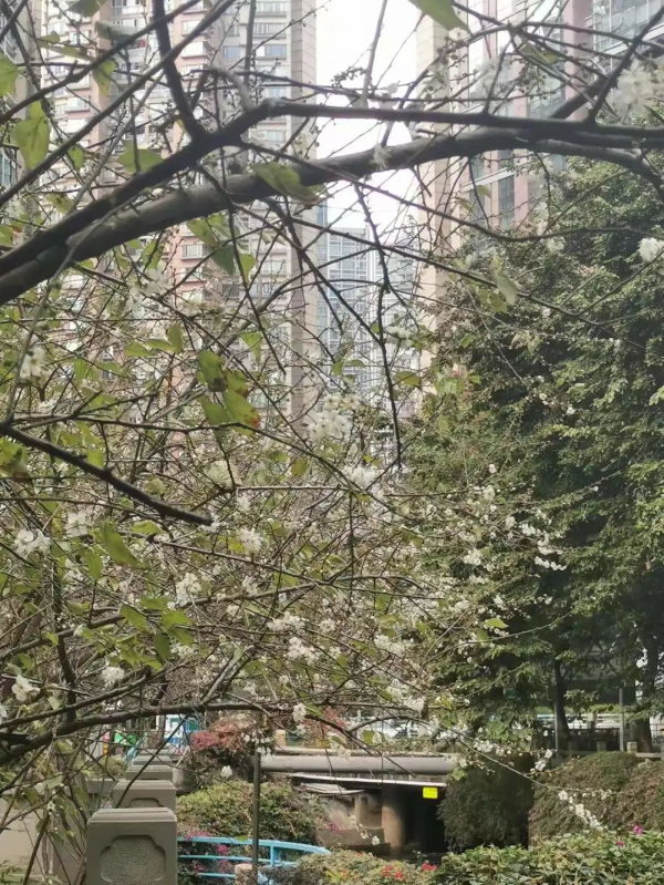 梅花村赏梅花 梅花村赏梅花