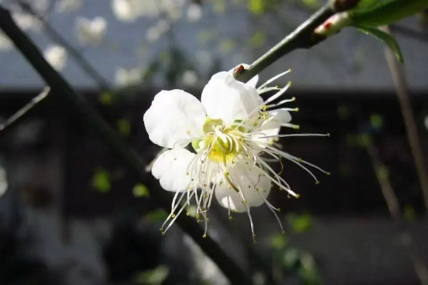 梅花村赏梅花 梅花村赏梅花