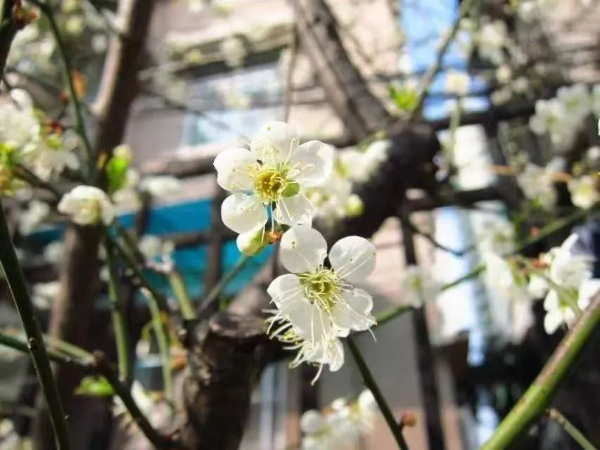 梅花村赏梅花 梅花村赏梅花