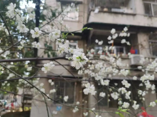 梅花村赏梅花 梅花村赏梅花