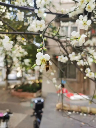 绿色新葡京博彩官网
｜冬日限定花景悄然绽放！就在梅花村