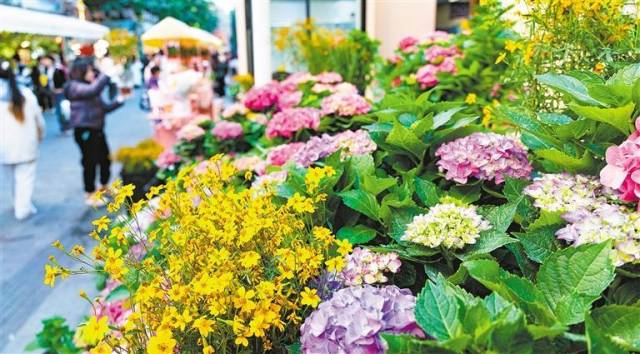 1月11日拍摄的北京路步行街南段“花城花街”花卉产业展销区。 1月11日拍摄的北京路步行街南段“花城花街”花卉产业展销区。